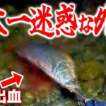 これを見てもまだ釣りを続けますか？【日本一迷惑な外道魚】