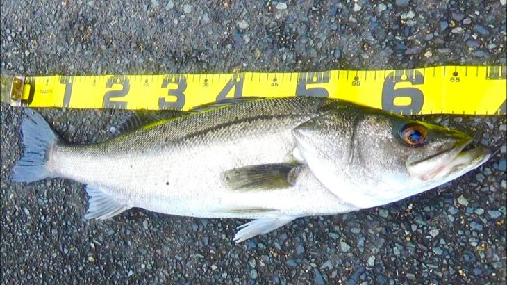 【シーバス】釣りたきゃ濁った河川でハチマルを転がせ！