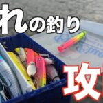 【シーバス】流れの釣りを攻略解説。