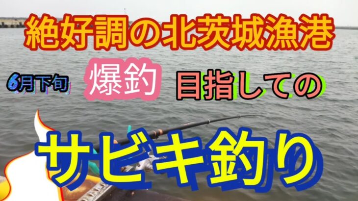 好調の北茨城漁港で爆釣期待のサビキ釣り