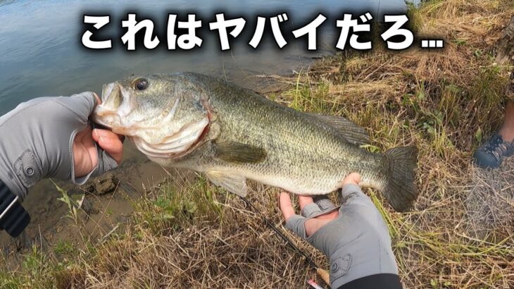 超絶ガリガリのブラックバスが水面炸裂した…【バス釣り】【大江川】【長良川】【アベンタクローラーバゼル】【フリックシェイク】【アフター回復】