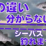 【シーバス】初心者必見！〇〇を見れば簡単に釣れる場所がわかります！