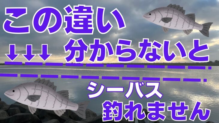 【シーバス】初心者必見！〇〇を見れば簡単に釣れる場所がわかります！