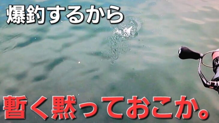 【爆釣アジング】ここだけに！これはデイアジング最強だわと納得