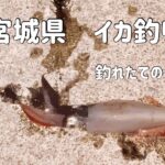 【2023年７月　宮城県釣り】イカ釣り