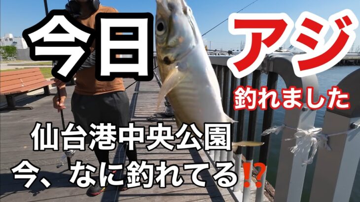 2023.08.04 仙台港中央公園 今、なに釣れてる⁉️アジ釣れた