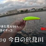 シーバス釣りVlog 今日の鶴見川 2023年8月5日（ホゲ）本日は状況確認のみ