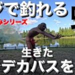 【バス釣り】生きた蝉でデカバスを狙う！トップでバスは出るのか！【ブラックバス】