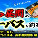 ８月真っ昼間のシーバスを釣る！ – ど日中、ど干潮、どピーカン、どちゃ濁りの高水温貧酸素編 – 東京湾奥シーバスデイゲーム