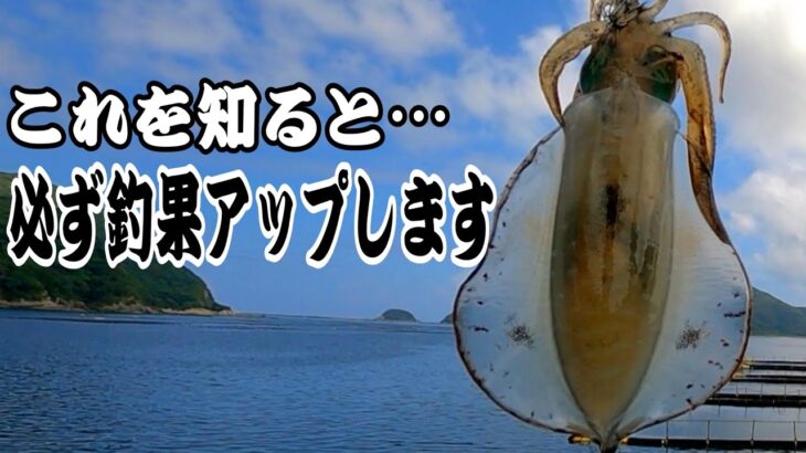 【エギング】知らない方が意外と多いのでお試し下さい！夏〜秋アオリイカに強い釣り方。大分エギング