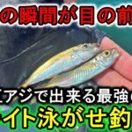 釣った豆アジを真下に落とすだけで青物・シーバスが沸きまくるこの釣りがヤバい…