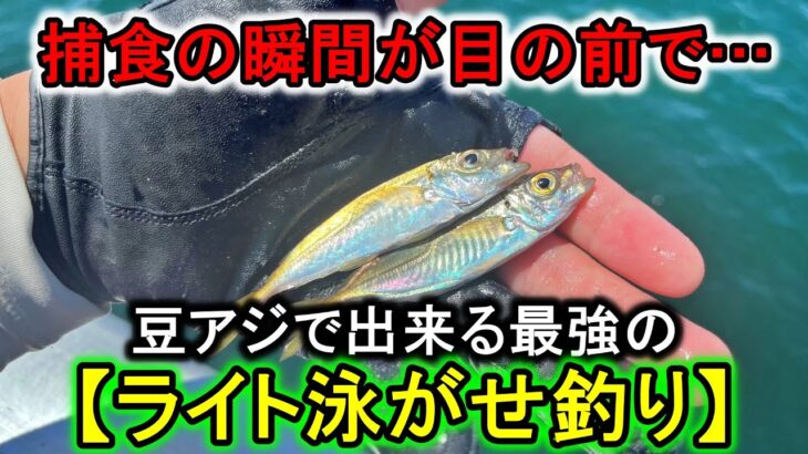 釣った豆アジを真下に落とすだけで青物・シーバスが沸きまくるこの釣りがヤバい…