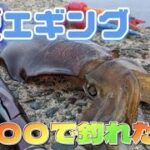 【エギング】夏アオリが釣れたタイミングは○○でした！