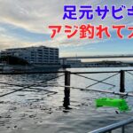 足元サビキでアジ釣れて大忙し