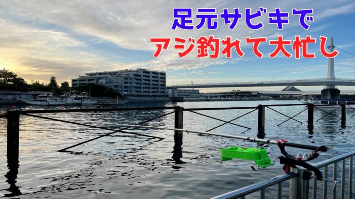 足元サビキでアジ釣れて大忙し