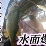 【これぞ本気喰い】集魚力と食わせを両立するバゼル。ルアーとしての格が違い過ぎる…【バス釣り】【荒川】【アベンタクローラーバゼル】