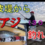 【防波堤】良型アジを狙ったら、尺アジが釣れた！泳がせ釣りもやったよ！＃釣り＃アジ釣り＃防波堤釣り＃堤防釣り＃泳がせ釣り