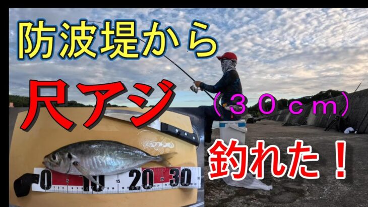 【防波堤】良型アジを狙ったら、尺アジが釣れた！泳がせ釣りもやったよ！＃釣り＃アジ釣り＃防波堤釣り＃堤防釣り＃泳がせ釣り