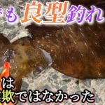 エギング夏イカはキロアップ釣れない？そんな事ないです！！騙されたと思って行ってみて下さい…