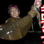 夏イカエギング、キロアップ攻略！夏だから釣れる？秘密のスポットで驚きの釣果に