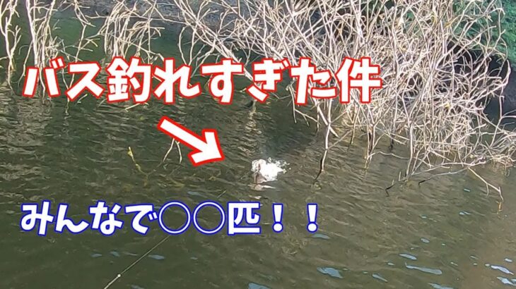 みんなで○○匹！！バスが釣れすぎた件