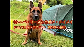 シェパ連れソロキャン・寝起きと撤収