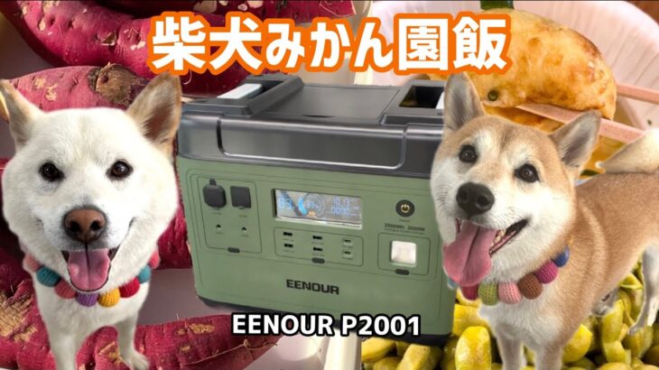 初公開！柴犬みかん園飯PART1│ EENOUR ポータブル電源 P2001