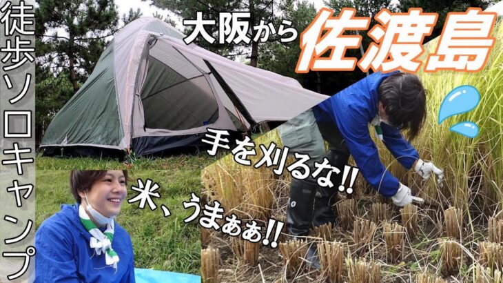 【人生初!!】佐渡島でソロキャンプ泊と棚田で稲刈り体験【徒歩女子】新潟県 小倉千枚田