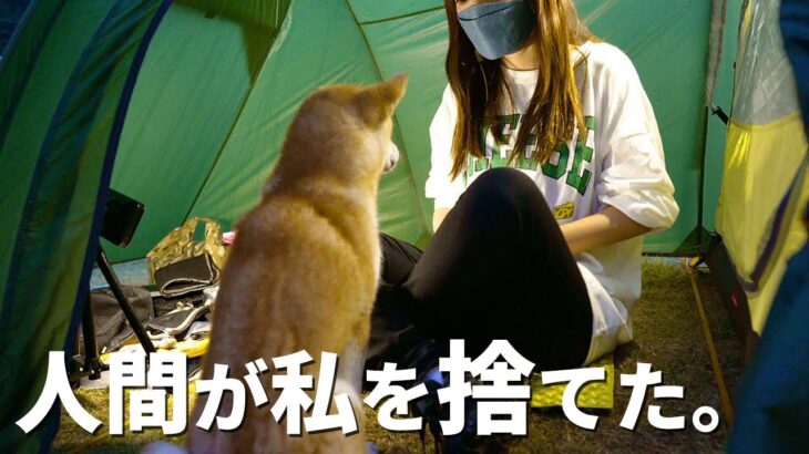 【驚愕】キャンプ中に捨てられた柴犬がやってきた【徒歩キャンプ女子】