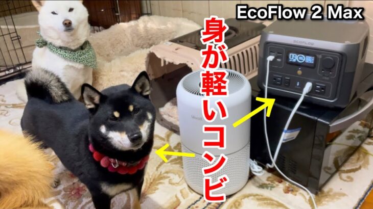 小回りが効く柴犬とポータブル電源｜RIVER 2 Max EcoFlow