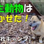【犬連れキャンプ】警護はおまかせして、ソロキャンを楽しむ！