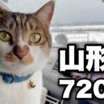 【猫と車中泊】極寒の山形の家まで７２０㎞｜南房総から長野経由、大雪の新潟県を超えてたどり着きました。｜猫のマサとの山形の家シリーズが始まります！