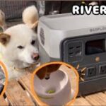 柴犬と電動おもちゃでどこでも遊べるポータブル電源｜RIVER 2 Pro EcoFlow