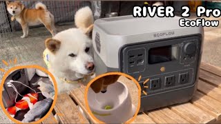 柴犬と電動おもちゃでどこでも遊べるポータブル電源｜RIVER 2 Pro EcoFlow