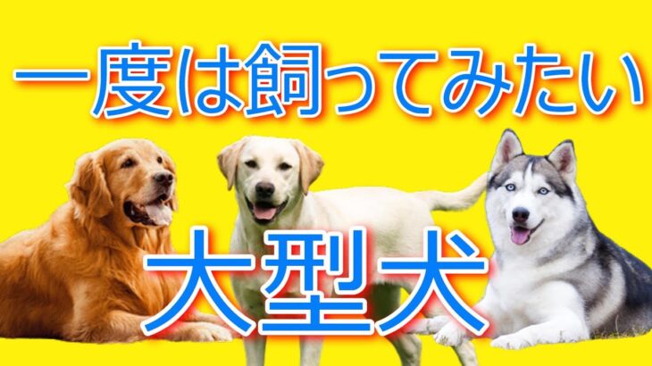 ポメラニアンきらチャンネル162　一度は飼ってみたい大型犬！