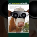 यहां गायों को Vr Headset क्यों पहनाया जाता है?| Why did these cows wearing vr headset | @FactsMine