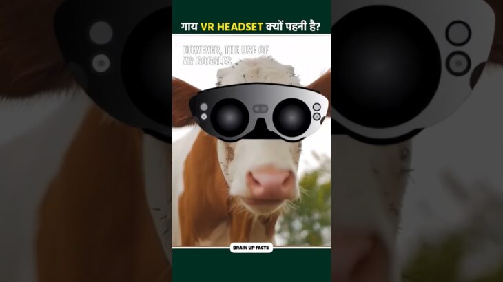 यहां गायों को Vr Headset क्यों पहनाया जाता है?| Why did these cows wearing vr headset | @FactsMine
