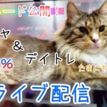 【FXライブ】なんでもない深夜枠　2022.11.09【リアルトレード】