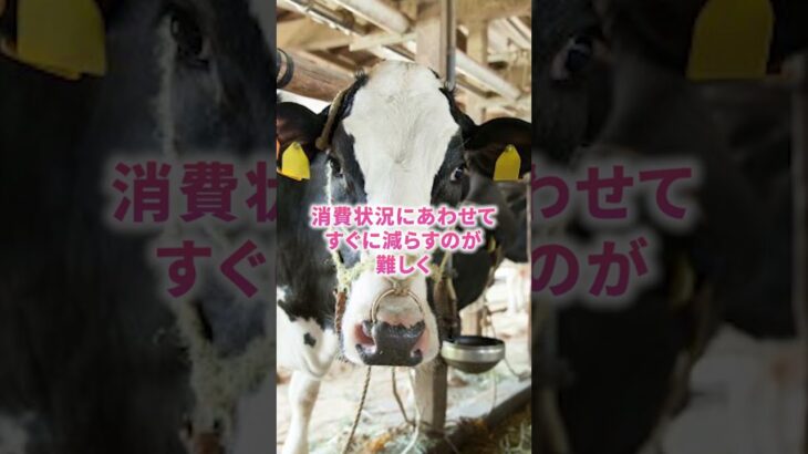 【税金】牛乳大量放棄、税金では輸入？ #shorts