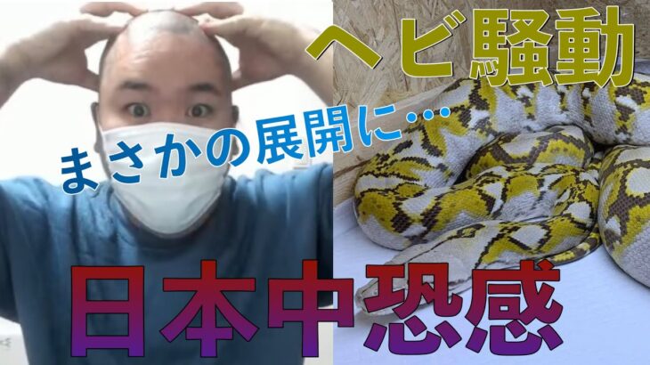 【コレコレ 切り抜き】日本中恐感！！ヘビ騒動まさかの結末に…