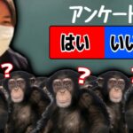 説明されても理解できないチンパンリスナーを実験であぶり出すコレコレ【2022/07/09】