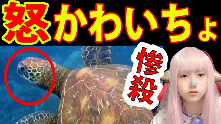 【絶滅危惧種】30匹のアオウミガメが無惨【時事ニュース 駆除　 かわいちょ  】