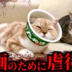 再生数のために猫を虐●し大炎上…もちまる日記の飼い主がやばすぎる件【2022/12/10】