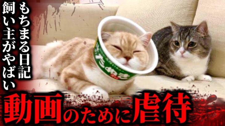 再生数のために猫を虐●し大炎上…もちまる日記の飼い主がやばすぎる件【2022/12/10】