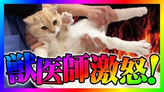 【緊急生放送】有名YouTuberからピンチでもう限界だと緊急相談！もちまる日記、病院で暴れる猫をエンタメとしてネタにし獣医師ブチギレ！