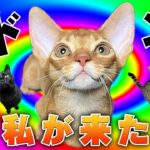 【🔴】実家からナナちゃん初お披露目生放送！！子猫大暴れ＆実家猫タジタジ運動会
