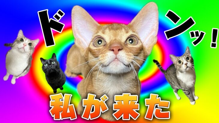 【🔴】実家からナナちゃん初お披露目生放送！！子猫大暴れ＆実家猫タジタジ運動会
