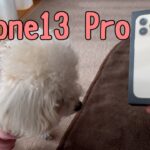 iPhone13 proで愛犬を撮影してみた感想