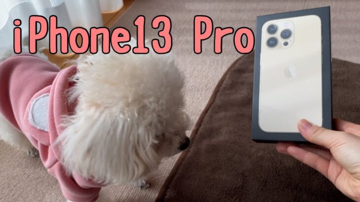 iPhone13 proで愛犬を撮影してみた感想