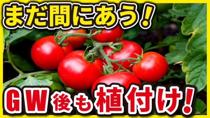 【まだ間にあう】GW中・後に植え付けられる野菜ベスト10【家庭菜園】【夏野菜】